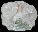 Otodus Shark Tooth Fossil Partially Exposed In Rock #56436-1